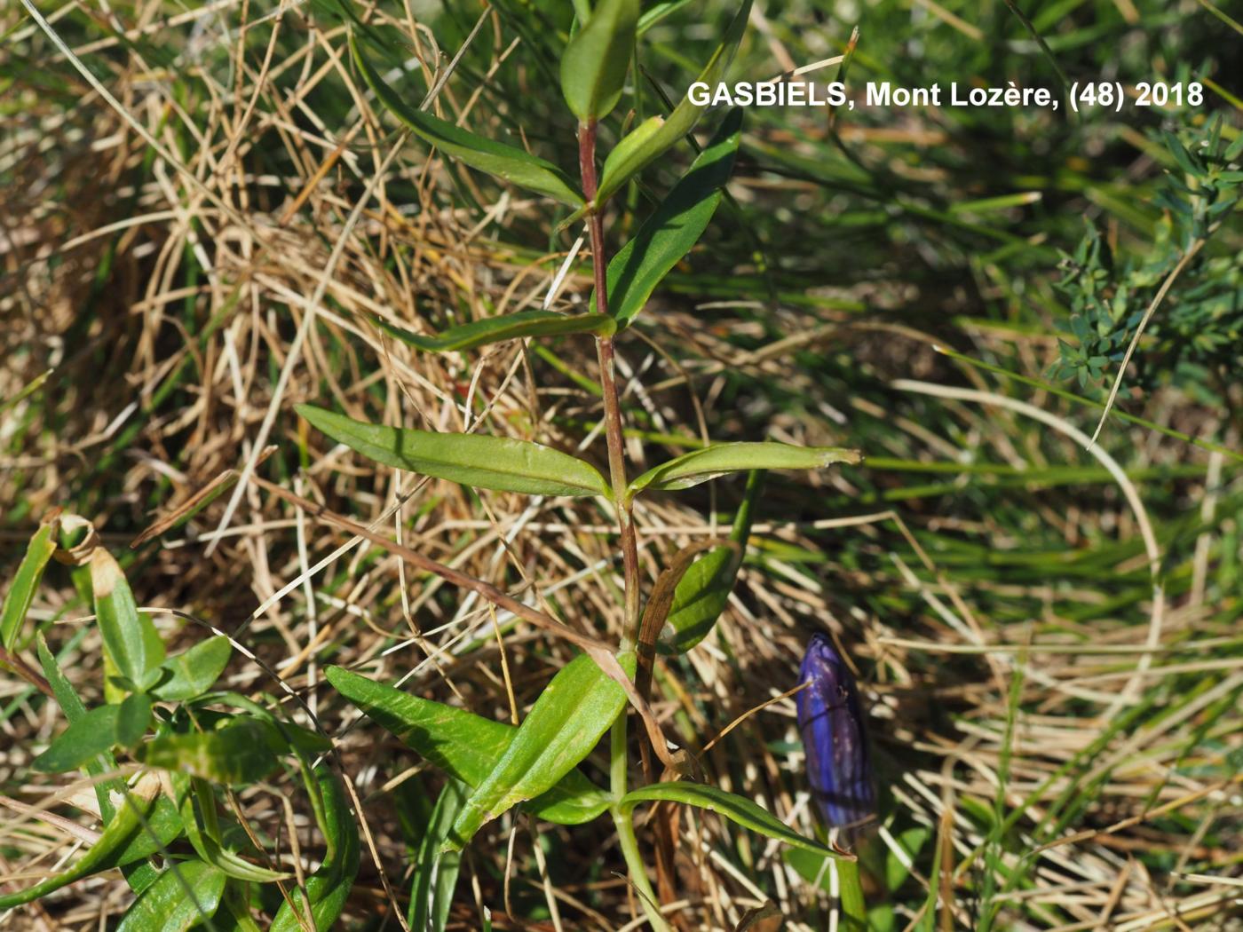 Gentian, Marsh leaf